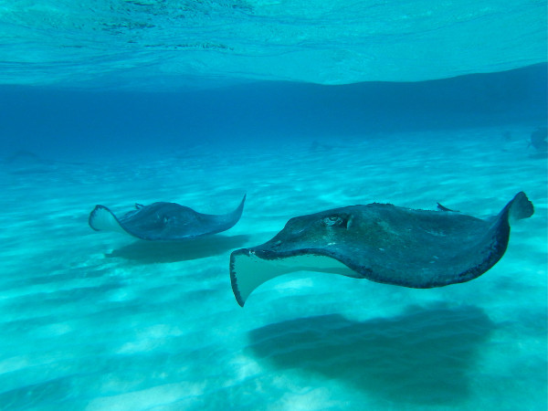 Tour Mundo Marino | Tour en San Andrés