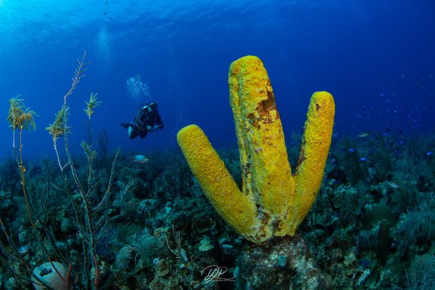 Buceo en San Andrés: más que una inmersión, una forma de sentir el mar de siete colores