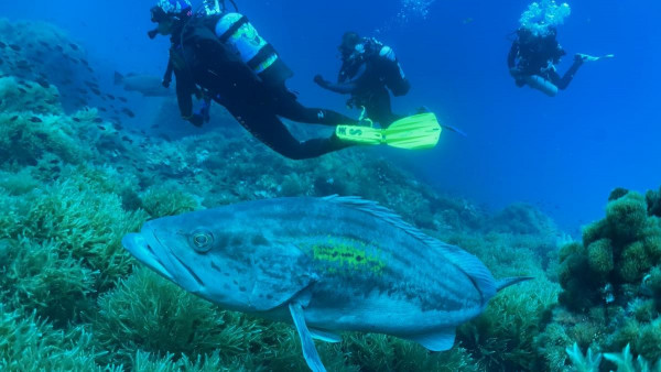 Salidas de Buceo Cartagena- Barú